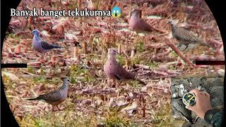 Berburu tekukur di musim panen jagung‼️shot sampai kewalahan😱