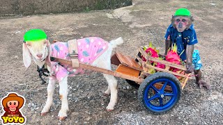 YoYo JR takes the goat to harvest dragon fruit and sells it for money to buy medicine for mom