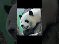 圓寶睡覺張嘴晃頭好萌呀 panda shorts yuanbao 圆宝