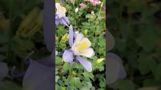 🌸Beautiful Aquilegias, Columbine flowers. #shorts #flowers #garden #jardín #flores #vlog