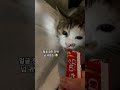 얌전한 길냥이의 반전 넘치는 파워 츄르 식사 길고양이 무릎냥이 cat 고양이일상 츄르 똘순이