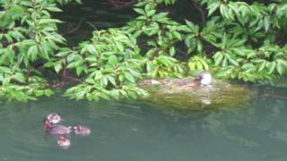 カイツブリの給餌