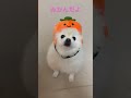 ポメラニアンまっちゅはミカン dog pomeranian ポメラニアン キュート 🤪 shorts かぶりもの犬