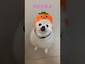 ポメラニアンまっちゅはミカン dog pomeranian ポメラニアン キュート 🤪 shorts かぶりもの犬