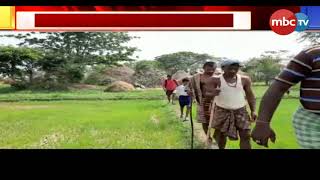 Bhadrak: Agricultural land turns into barren, rain frustrates farmer || MBCtv