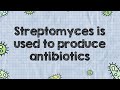 streptomyces