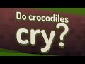 Do crocodiles cry?