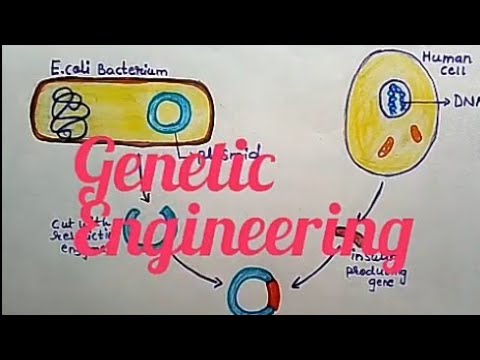 Genetic Engineering ( In Hindi) - YouTube