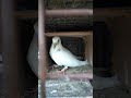 pigeons point pigeon video shorts