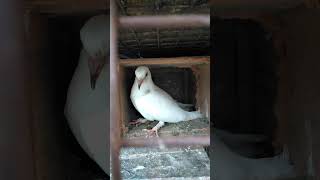 pigeons point pigeon video #shorts