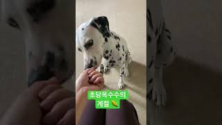 옥수수매니아 #내돈내산 #달마시안 #제주초당옥수수 #초당옥수수