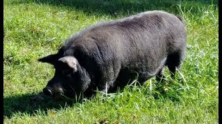 What is The BEST PIG To Raise? American Guinea Hog PROS and CONS