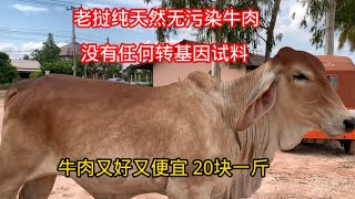 我见过最好的牛肉，老挝纯天然无污染不吃转基因试料，非常健康