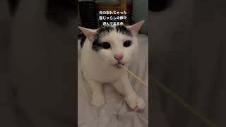 じゃらしのない猫じゃらし…それはもうただの棒なんよ…😂🪄 #cat #猫のいる暮らし #保護猫 #猫好きさんと繋がりたい #ネコ #猫ミーム #猫のいる生活 #ねこ #猫じゃらし #ねこじゃらし