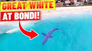 Great White Shark at Bondi Beach - Spotted by Drone!