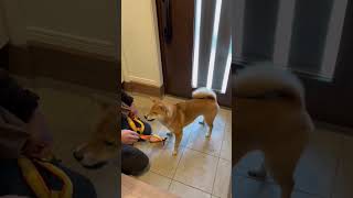 どんどん日本語を覚えていく柴犬とん君　#柴犬