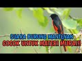 BURUNG MANTENAN GACOR TEMBAKAN SPEED RAPET DAN NGEROL PANJANG UNTUK MASTERAN