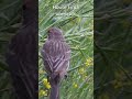 นกกระจอกกินผักกาดหอม ส่องนกธรรมชาติหลังบ้าน california backyard birds. male house finch.