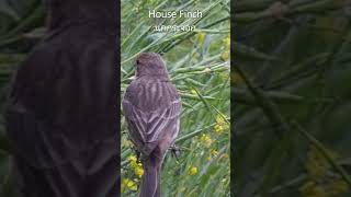 นกกระจอกกินผักกาดหอม ส่องนกธรรมชาติหลังบ้าน  California backyard birds. Male House Finch.