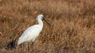 Eurasian Spoonbill (Platalea leucorodia)