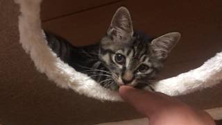 キャットタワーの高い所に登って自分で降りられない子猫