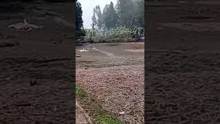 সরিষে ভরা বাড়ি!