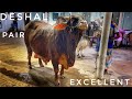 Excellent Deshal Pair | Al Madina Cattle Farm | Exclusive Bulls Of Bangladesh