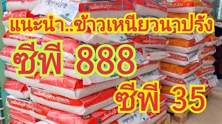 ขอแนะนำ...ข้าวเหนียวนาปรังสายพันธุ์ใหม่...ซีพี 888  \u0026 ซีพี 35 (เบญจเมฆา)