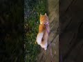 急著去尿尿的小屁柴🦊🤣 shibainu 柴犬 dog cutedog cute shorts