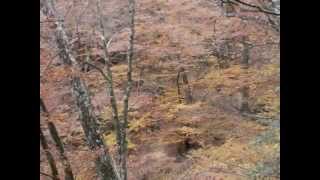 根本山熊鷹山周回