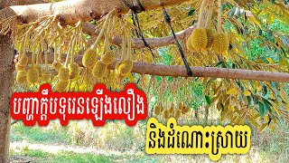 បញ្ហាក្តឹបទុរេនឡើងលឿង និងដំណោះស្រាយ | លោកគ្រូ ពេទ្យទូច | កសិកម្មថ្មីៗ