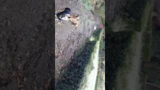 Lurcher jumping