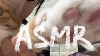 쩰리 먹으면서 방에 있는 거 두들기는.. asmr | 초보asmr