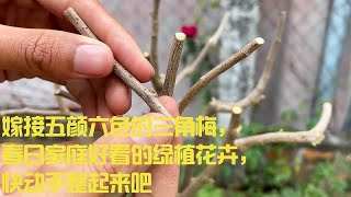 嫁接五颜六色的三角梅，春日家庭好看的绿植花卉，快动手整起来吧