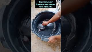 Cara menangkap Lele agar tidak kena patil, #budidayalele