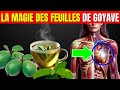 9 maladies guéries avec du thé aux feuilles de goyave (comment le préparer)