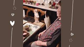 2本足で立つ犬 おねだり【チワワのちゅらさん☆】A dog standing on two legs with grandma ☆