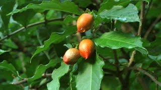 Peanut Butter Fruit and Ice Cream Beans | Bunchosia glandulifera | HD Video