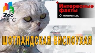 Шотландская Вислоухая - Интересные факты о породе