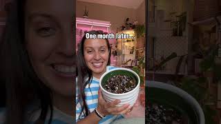 This ZZ plant looked rough, here’s what it looks like now #plantcare #zzplant #p