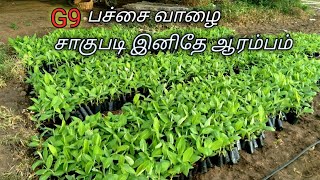 பச்சை வாழை சாகுபடி ஆரம்பம்|banana cultivation in tamil|banana farming in tamil |banana agriculture