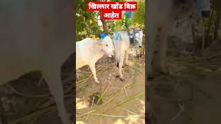 #ajitchakre_dairyfarm #shorts #beed #mh23 #bailgada_sharyat_live #ajitchakre92 #बैलबाजार #हीरापुर