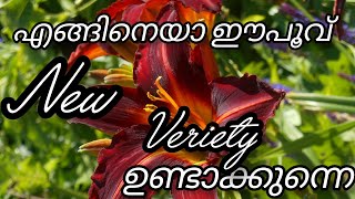 ഈ വളം ഒന്നു മതി /new veriety Lilly #hybreed Lilly caring#easygardening tips