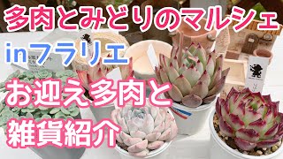 【vlog328】【多肉植物】多肉とみどりのマルシェinフラリエ🍀お迎え多肉と雑貨紹介🪴