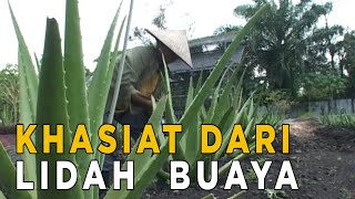 Lidah buaya ternyata memiliki banyak khasiat | JELANG SIANG