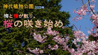 『神代植物公園』　　梅とツバキが散り、桜の咲き始め 2023年  4K