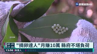 停收購荔枝椿象卵片 彰化改無人機噴藥｜華視新聞 20211130