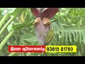 வாழை தாரில் அதிக சீப்புகள் உருவாக என்ன செய்வது banana fertilizer managment வாழைப்பழம் tcg