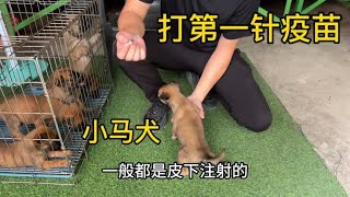 刚满月的小马犬打第一针疫苗，方法简单易懂，适合新手小白