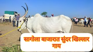 सुंदर खिल्लार गाय सागोला बाजारात विक्रीसाठी उपलब्ध २६/०१/२०२५